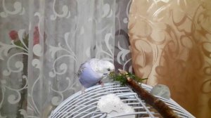 СКРОМНЫЙ ПОПУГАЙ / Спокойная Молли ( Это бывает редко )