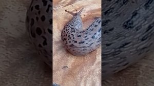 гигантский тигровый слизень