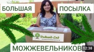 БОЛЬШАЯ ПОСЫЛКА МОЖЖЕВЕЛЬНИКОВ ИЗ ПИТОМНИКА "ДИВНЫЙ САД" 4.08. 2024г.