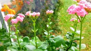 Мой мини-сад с каланхоэ, результаты за 2 месяца.