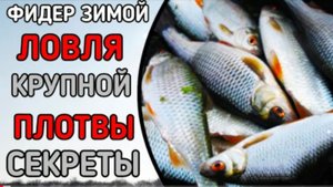 Ловля крупной плотвы на фидер. Рыбалка зимой.