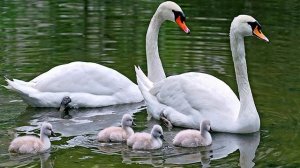 Улетать не хочу