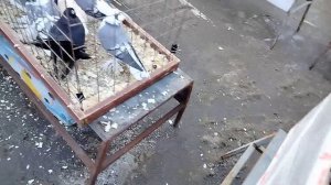Ярмарка голубей г.Тула 23.02.25.