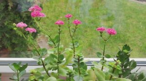 Как долго цветёт каланхоэ?