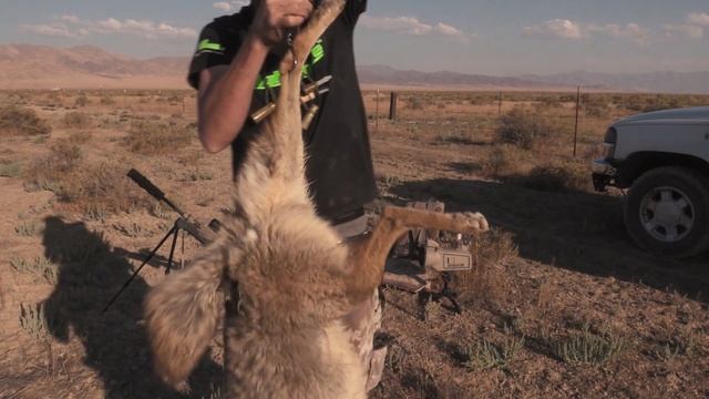 Coyote Hunting - Final weight for previous Episode - Coyote Assassins