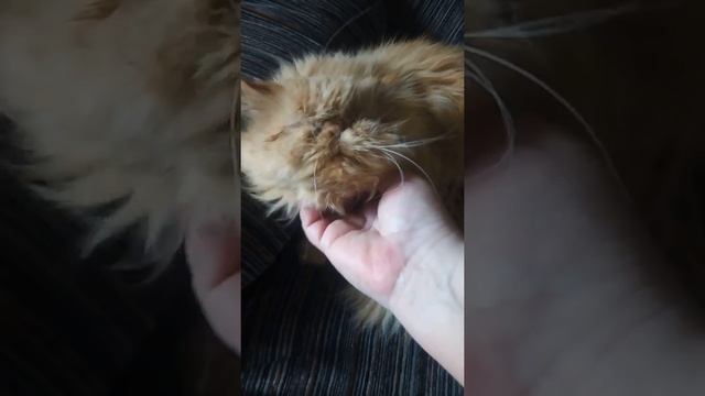 Знакомьтесь моя коша пока мохнатая