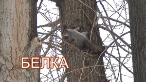 Игры белок зимой. Рыжие белки играют в парке на дереве в догонялки.