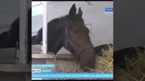 Кабардинская порода лошадей во Франции.