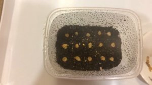 Диморфотека 10.03.18 Посев и пикировка диморфотеки