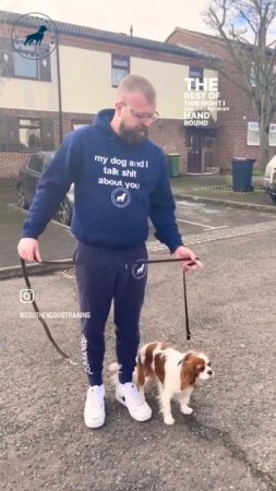 How To Walk Your Dog (Small Dog Edition) #walking #small #dog #dogtraining #shorts