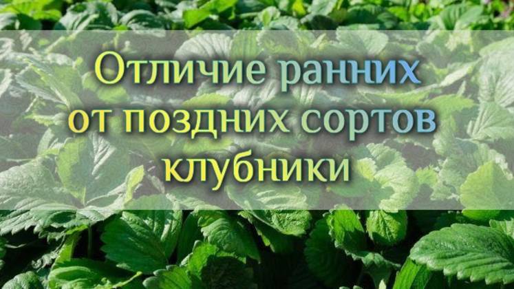 Отличие ранних от поздних сортов клубники. смотреть онлайн