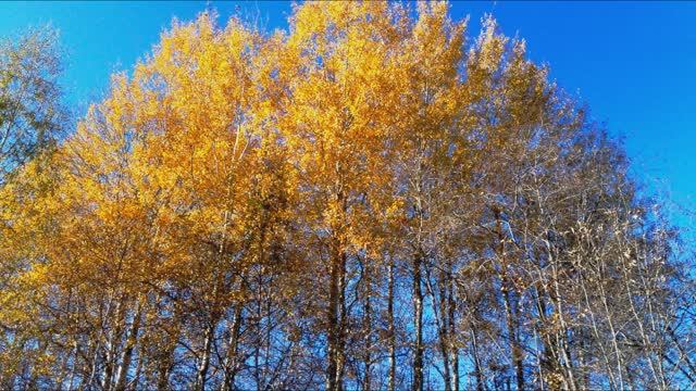 Прощальная краса... Ernesto Cortazar - Hidden Beauty смотреть онлайн