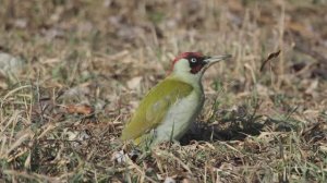 Заметки кавказского натуралиста 13.02.25 Ессентуки