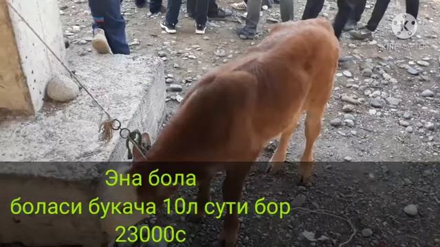 Спитамен мол бозори.Spitamen mol bozori.