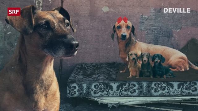 Baby, Baby, uhh - Ganze Folge 140 | Satire | Deville | SRF смотреть онлайн