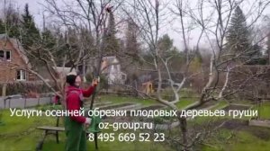 Услуги осенней обрезки плодовых деревьев груши на даче. Выезд Агрономов по Москве и области.