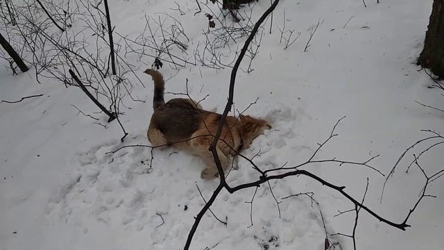 Собака улыбака смотреть онлайн