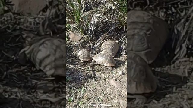 Wild turtle mating method смотреть онлайн