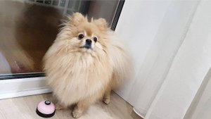 Как шпицинка научилась звонить в кнопку, чтобы гулять!