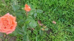 гарний врожай гороху🤗⛈️🌻