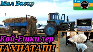 24-02-2025 СКОТНЫЙ РЫНОК -МАЛ БАЗАР 🐐