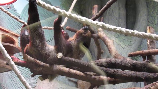 Ленивец 16.09.18 г. смотреть онлайн