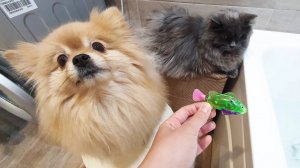 Бася и Рыся запускают электрическую рыбу в ванне!