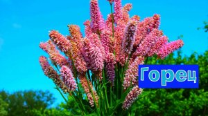 ГОРЕЦ-ШИКАРНЫЙ ЦВЕТОК ДЛЯ САДА