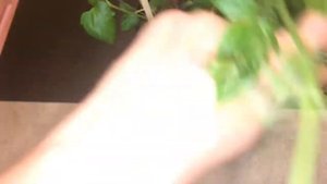 Клематис 11.03.18 Клематис Акаиши