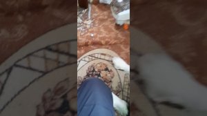прогулка с Брайтом