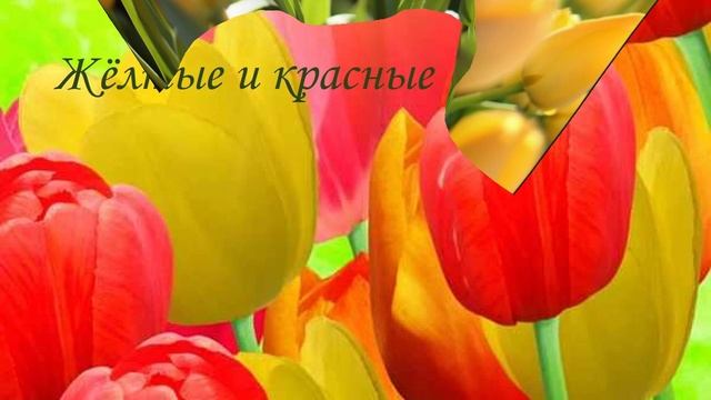 Тюльпанчики. Ролик выполнен в учебном центре EL-Эльдорадо.