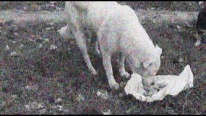 Иван Маковский "Манифест о чревоугодии"