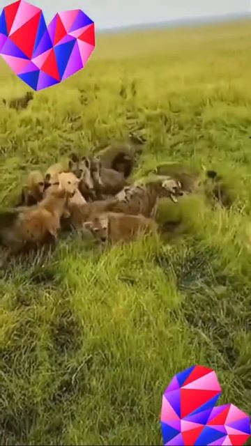 Hyenas Bite Lion animal animals lion shorts hyena attack hyenas