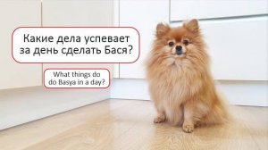 Какие дела успевает за день сделать Бася?