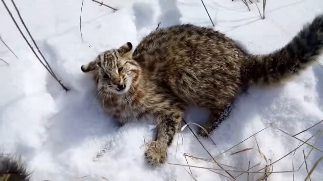 Очень редкий кот смотреть онлайн