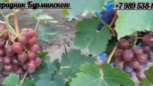 НОВИНКА!!! ГФ. Винограда ФАНТОМ (Калугин В.М.).