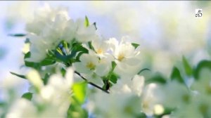 Я гармонию в жизни ищу.