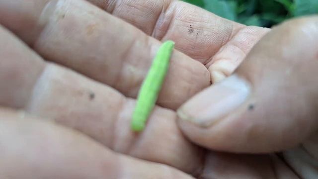 spinyback spider thread смотреть онлайн