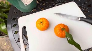 Ruby Clementine 'Rubino', Taste test. February 2024