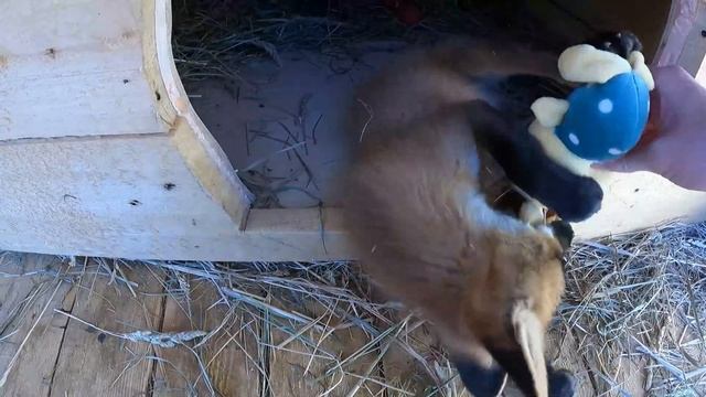 FOX РЫЖАЯ БЕССТЫЖАЯ ЛИСА АСЬКА / перетягиваем зайца смотреть онлайн