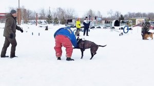 Дрессировка собак в Омске - ОЦССС 22-02-2025 (2)