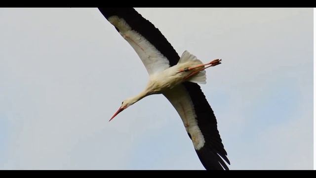 перелетные птицы смотреть онлайн