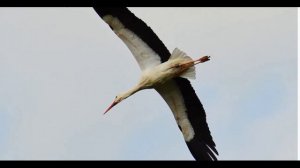 перелетные птицы