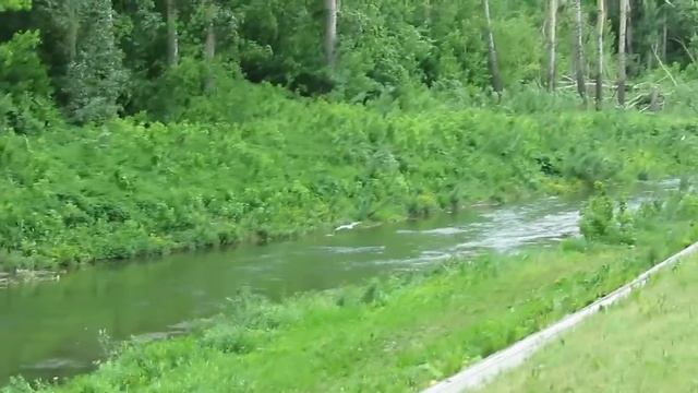 Чайки и утка с утятками на Искитимке - Кемерово
