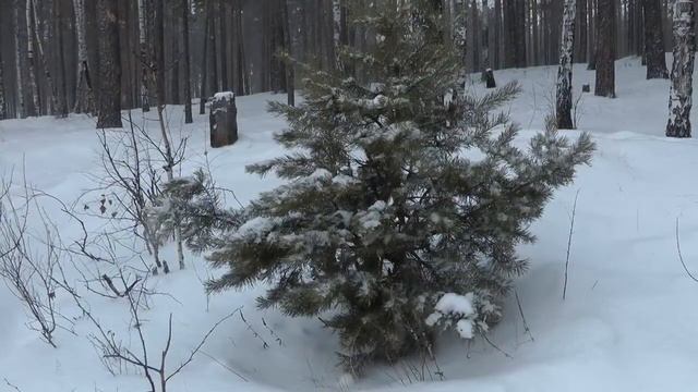 От любви наискосок. Муз. исп. Л.  Корнева.  Аранжировка В  Корнев  стихи И  Кулёв.  Видео В  Поживин