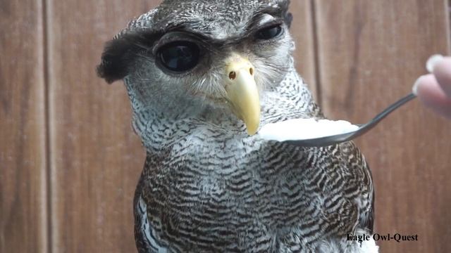 Eagle Owl is craving for Coconut Meat フクロウ ワシミミズク сова сыч филин 雕鸮 猫头鹰 올빼미목 Burung Hantu