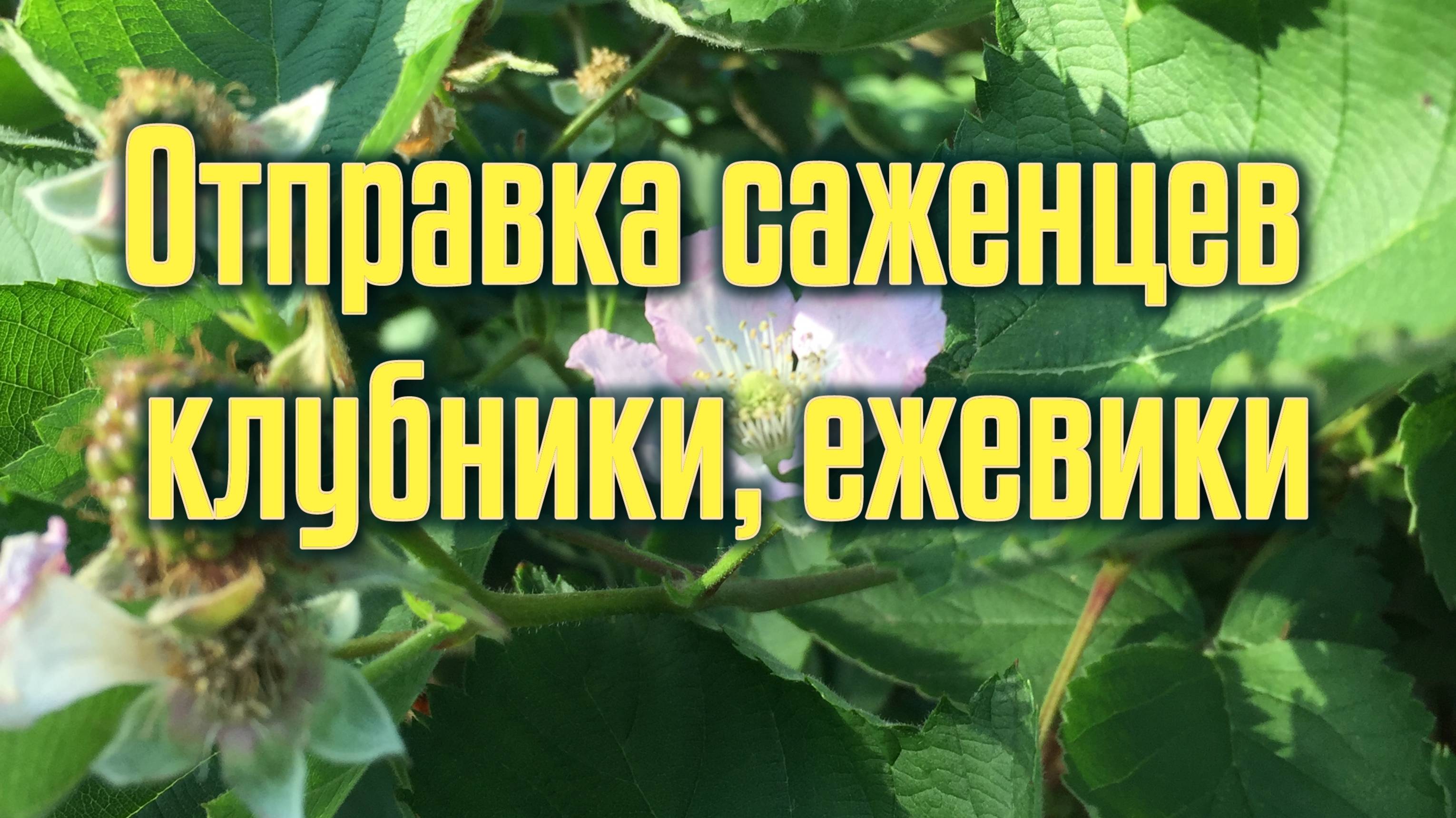 Отправка саженцев клубники, ежевики