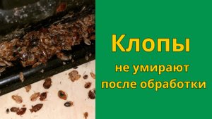 Почему клопы не умирают после обработки и кусают