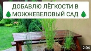 НОВЫЕ ЗЛАКИ В МОЖЖЕВЕЛОВОМ САДУ. 23.07.2024г.