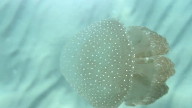 Красивая Медуза